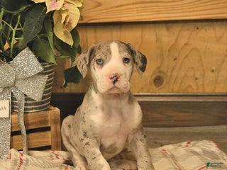 Great Dane dogs Archie - Ad 23