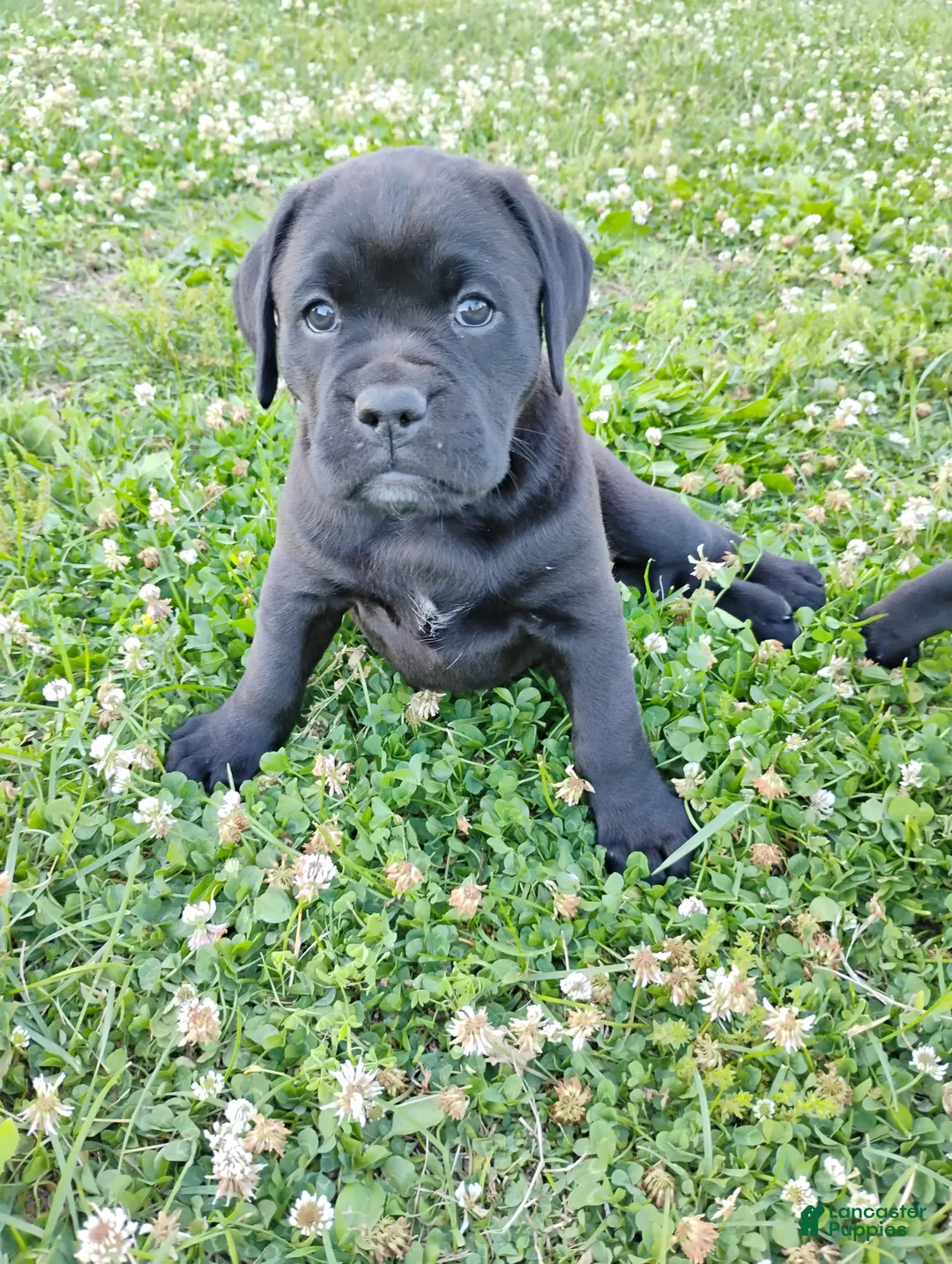 Mixed Breed dogs for sale: Daisy - Ad 2