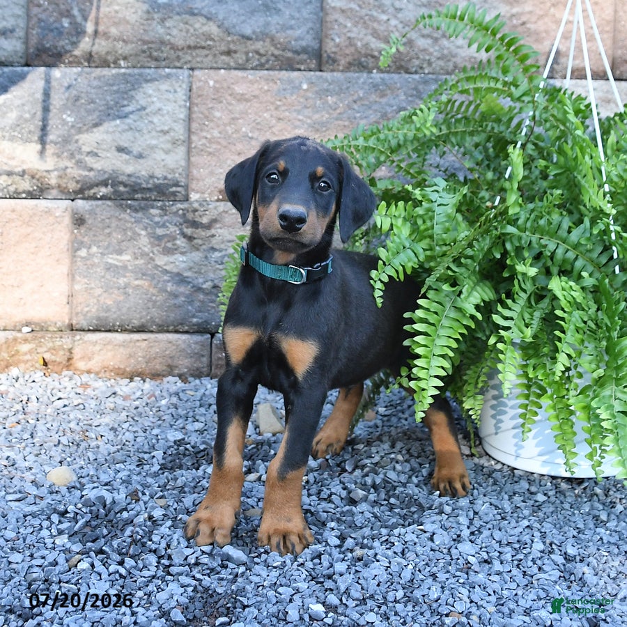 Doberman Pinscher dogs Pepper - Ad 1