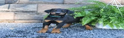 Doberman Pinscher dogs for sale: Pepper - Ad 1