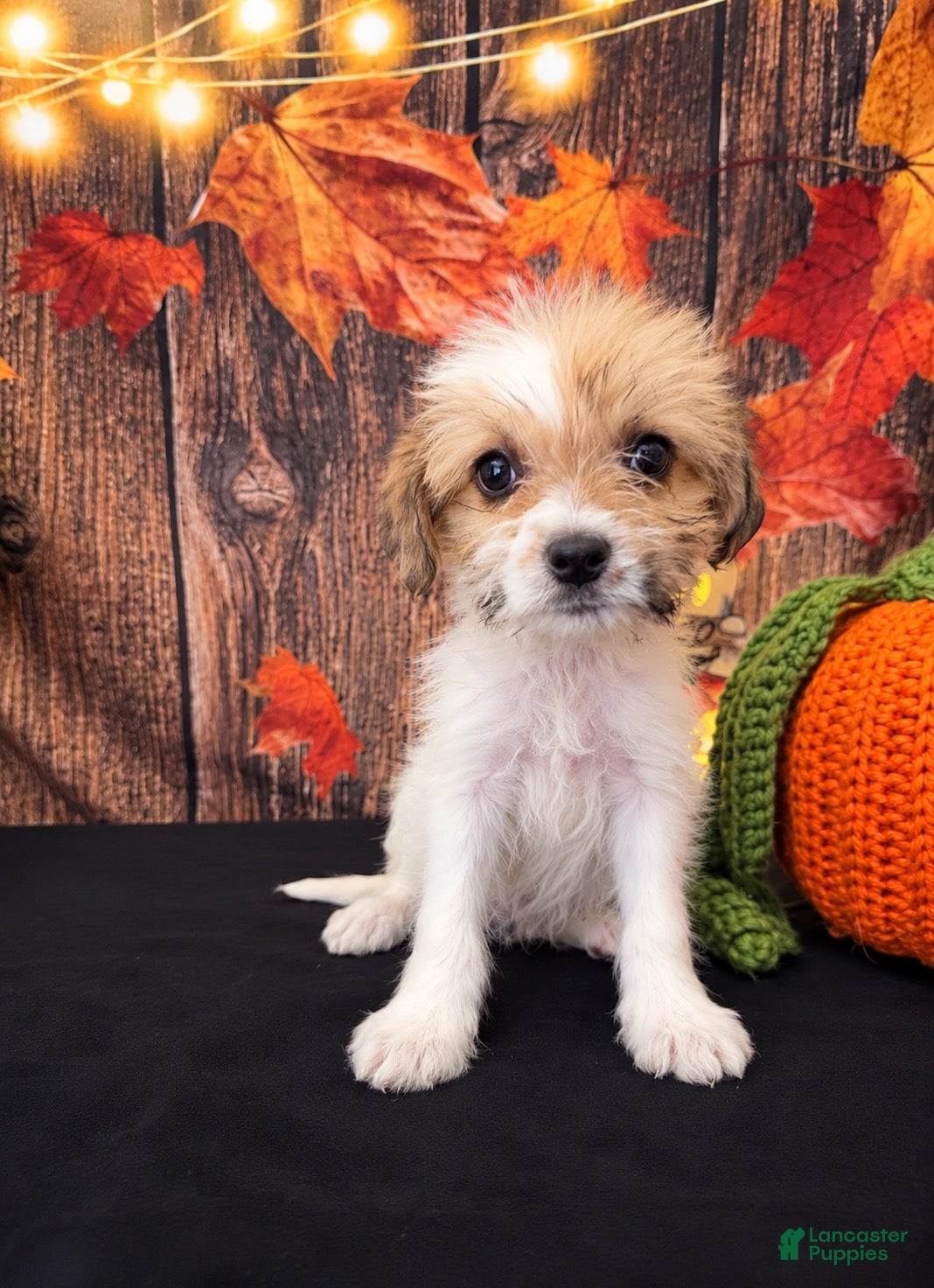 Shihpoo dogs SHIH TZU × TOY POODLE — SHIH-POO PUPPIES  - Ad 1