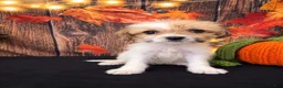 Shihpoo dogs for sale: SHIH TZU × TOY POODLE — SHIH-POO PUPPIES  - Ad 1