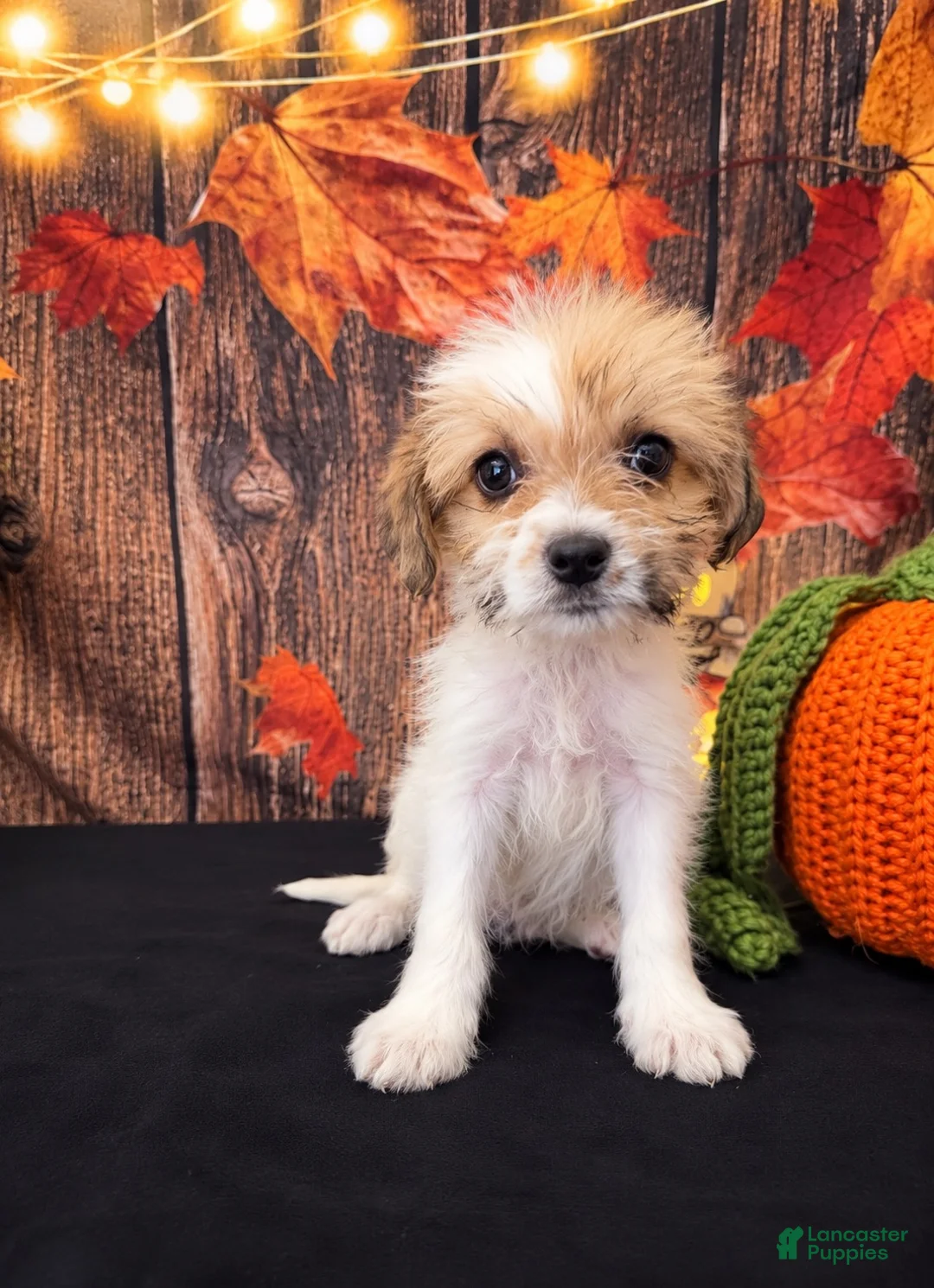 Shihpoo dogs for sale: SHIH TZU × TOY POODLE — SHIH-POO PUPPIES  - Ad 1