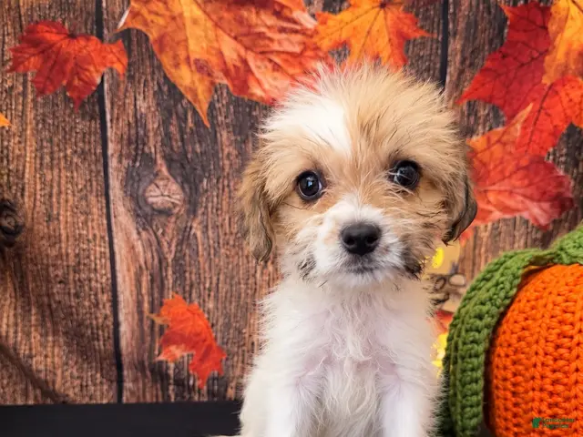 Shihpoo dogs SHIH TZU × TOY POODLE — SHIH-POO PUPPIES - Ad 1