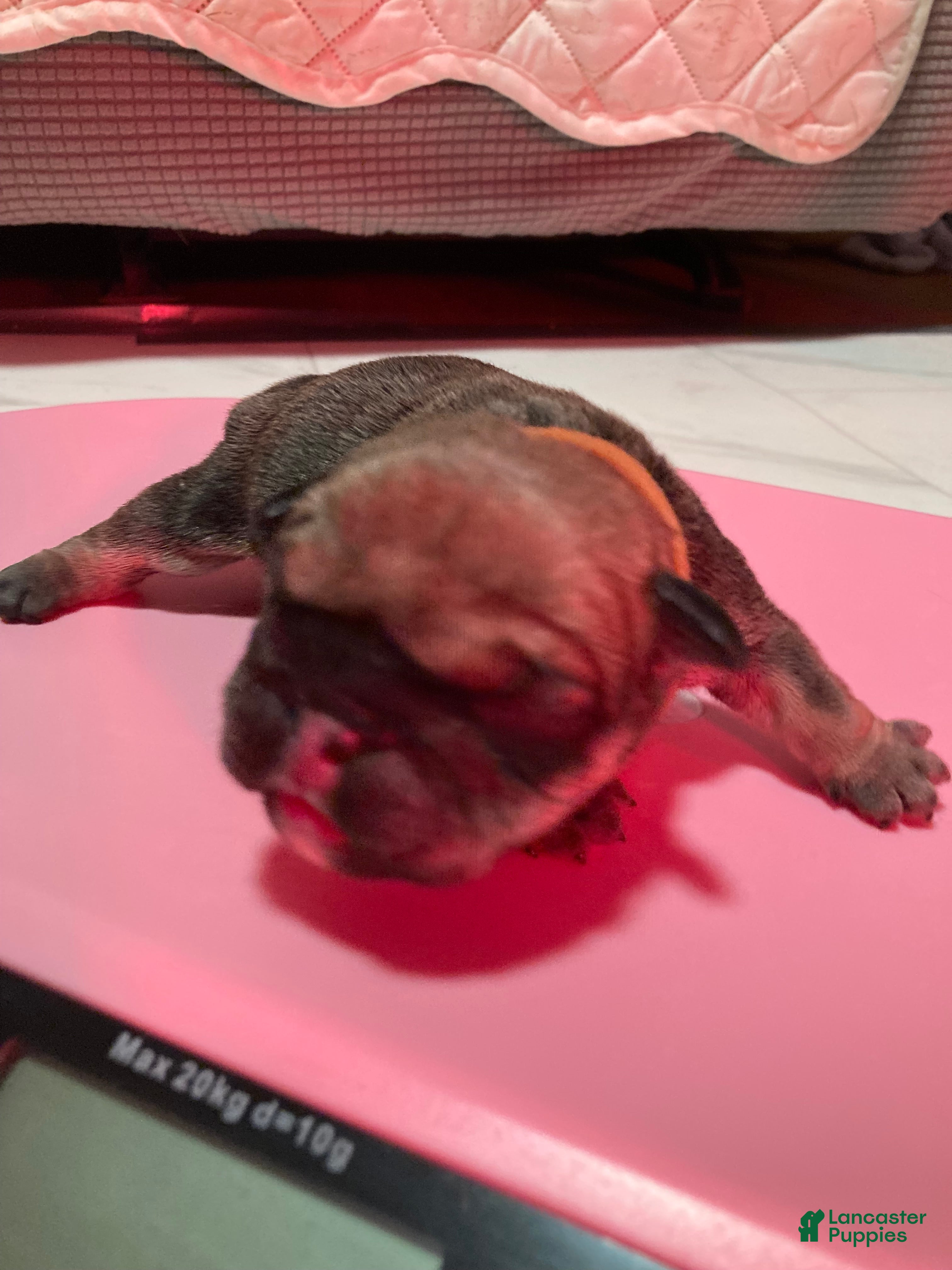 English Bulldog dogs Grizz - Ad 39