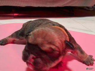 English Bulldog dogs Grizz - Ad 39