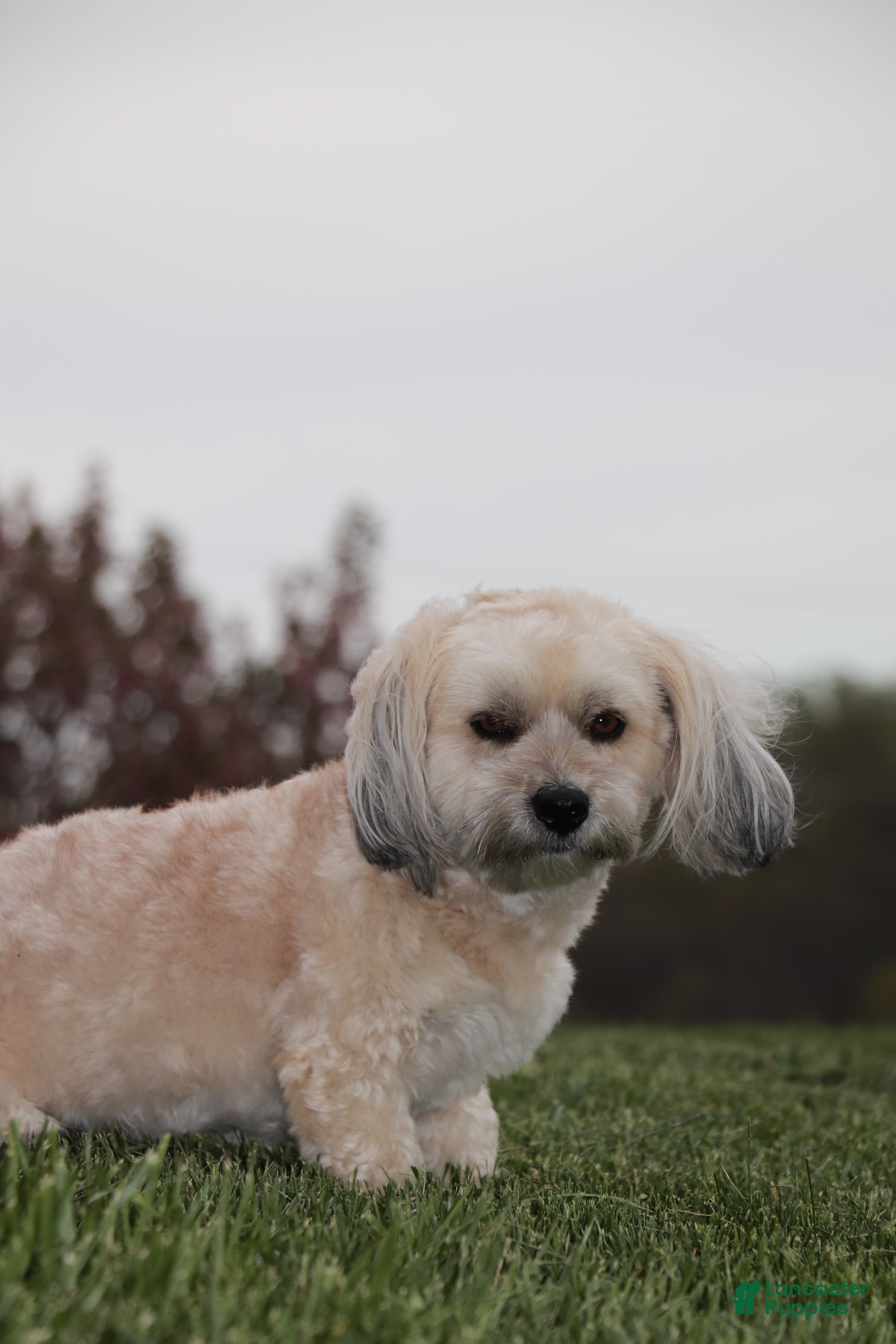 Havanese dogs Havanese 1 - Ad 2