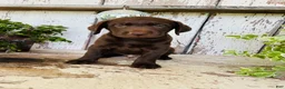 Labrador Retriever dogs for sale: Tucker  - Ad 5