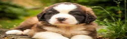 Saint Bernard dogs for sale: Winston - Ad 2