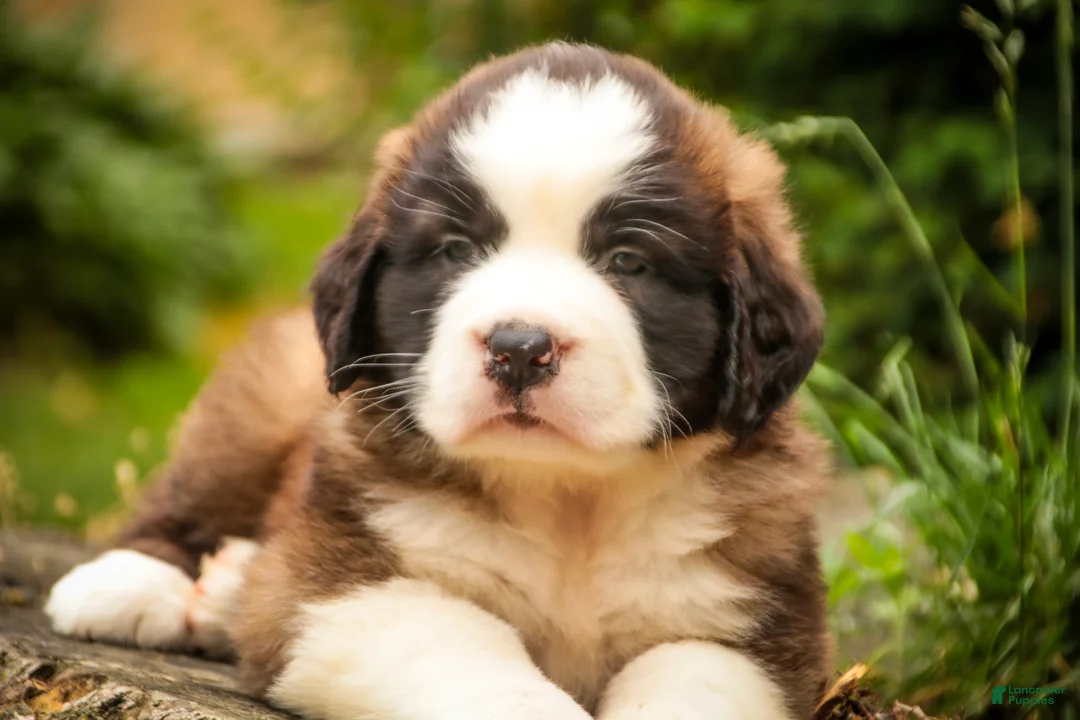 Saint Bernard dogs for sale: Winston - Ad 2