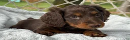 Miniature Dachshund dogs for sale: Benny - Ad 3