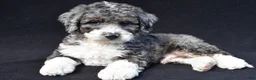 Mini Bernedoodle dogs for sale: Kaden - Ad 3