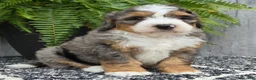 Mini Bernedoodle dogs for sale: Mini Ace - Ad 5
