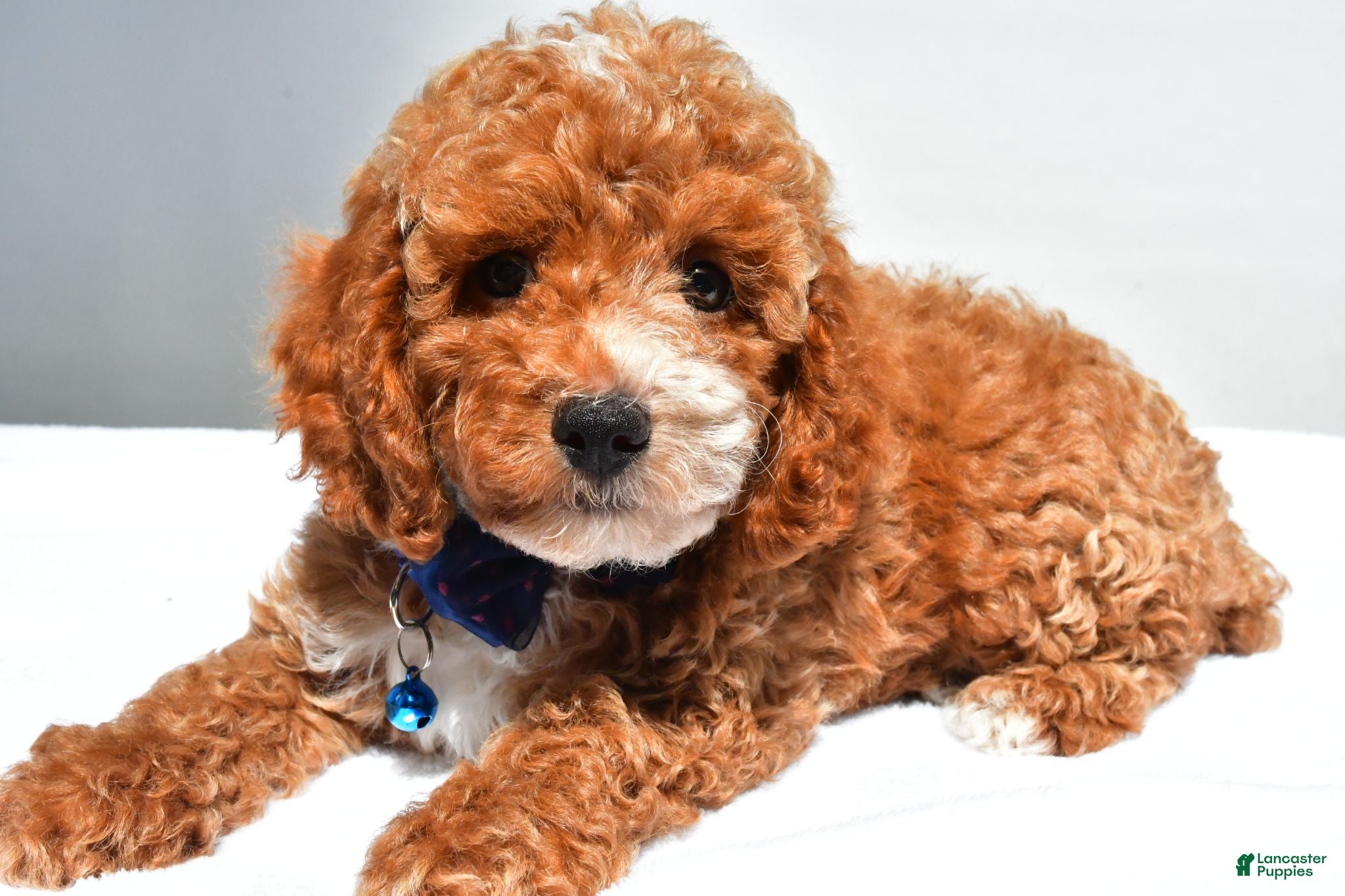 Cockapoo dogs Trevor - Ad 2