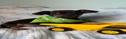 Chihuahua dogs for sale: Chihuahua Puppy 2 - Ad 15