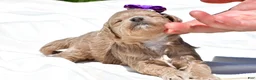 Mini Goldendoodle dogs for sale: Natasha - Ad 6