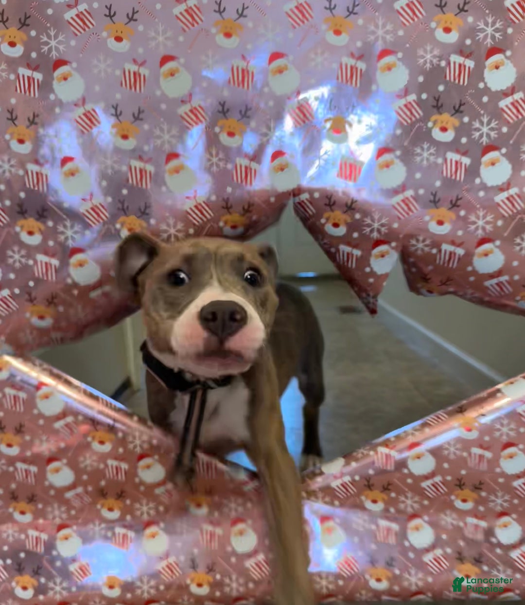 American Pit Bull Terrier dogs for sale: American Pit Bull Terrier Puppy 1 - Ad 2