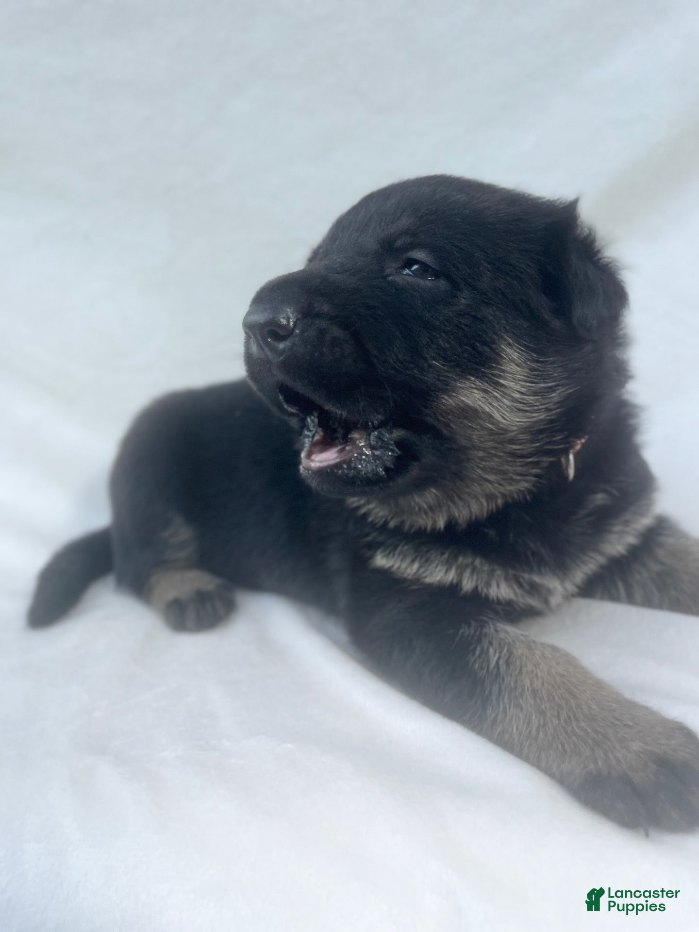 German Shepherd dogs Lucy - Ad 1