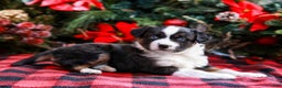Miniature Australian Shepherd dogs for sale: Faith - Ad 4