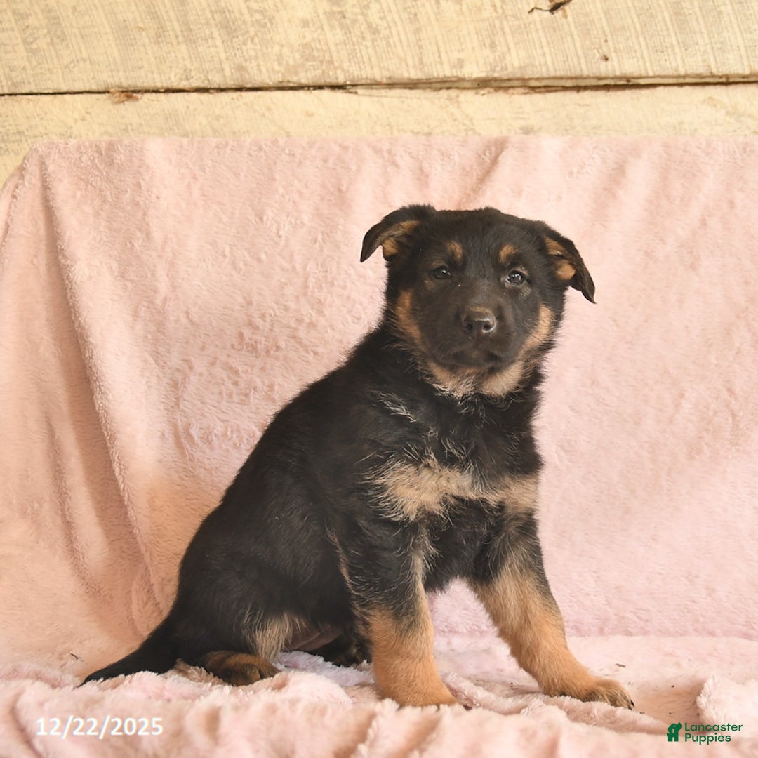 German Shepherd dogs for sale: Bell  - Ad 5