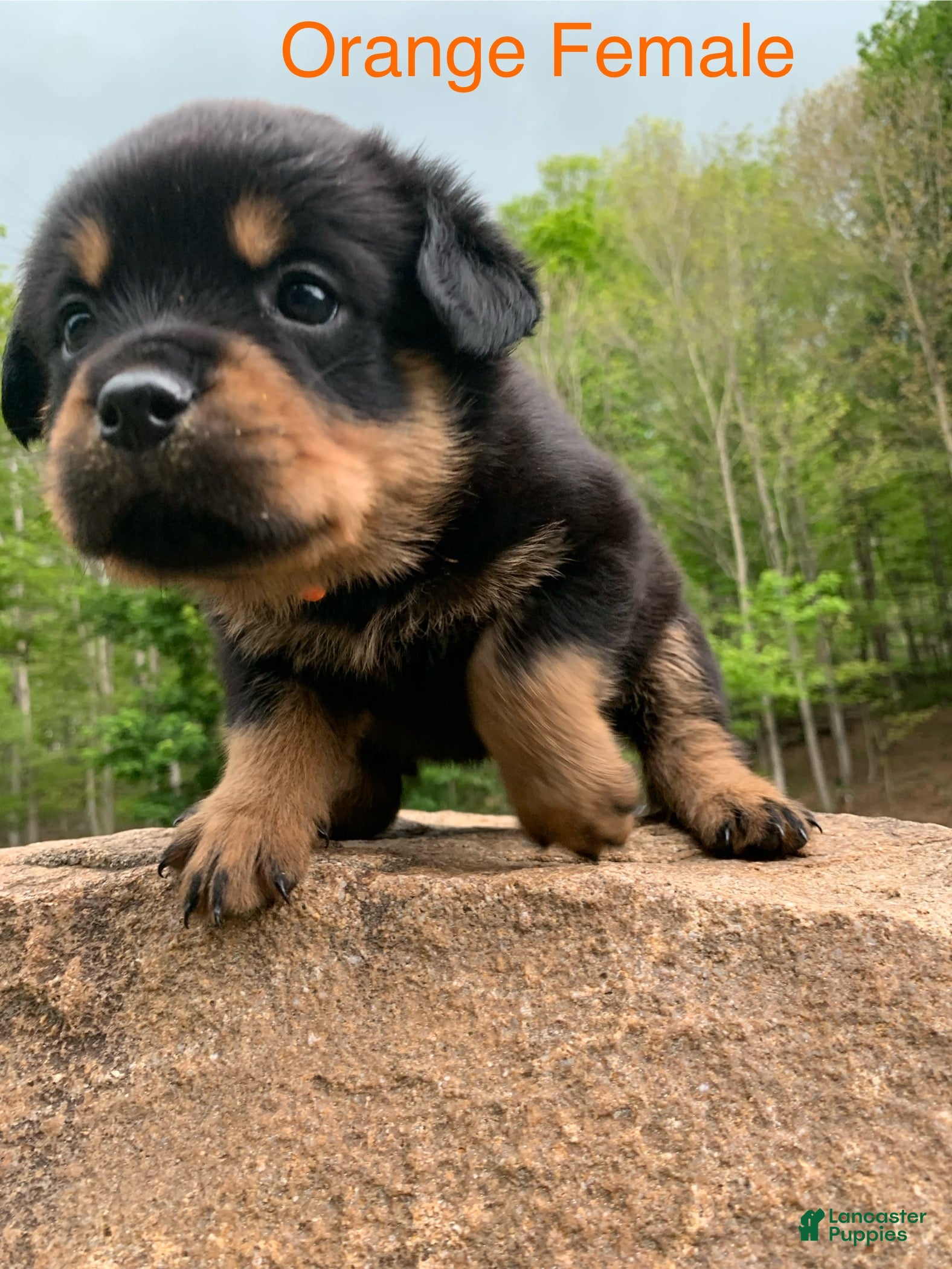 Rottweiler dogs Orange Female - Ad 15