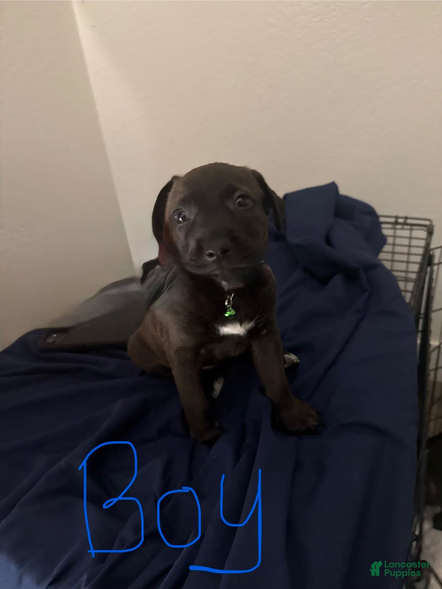 Mixed Breed dogs Black - Ad 40