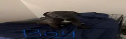 Mixed Breed dogs for sale: Black - Ad 1