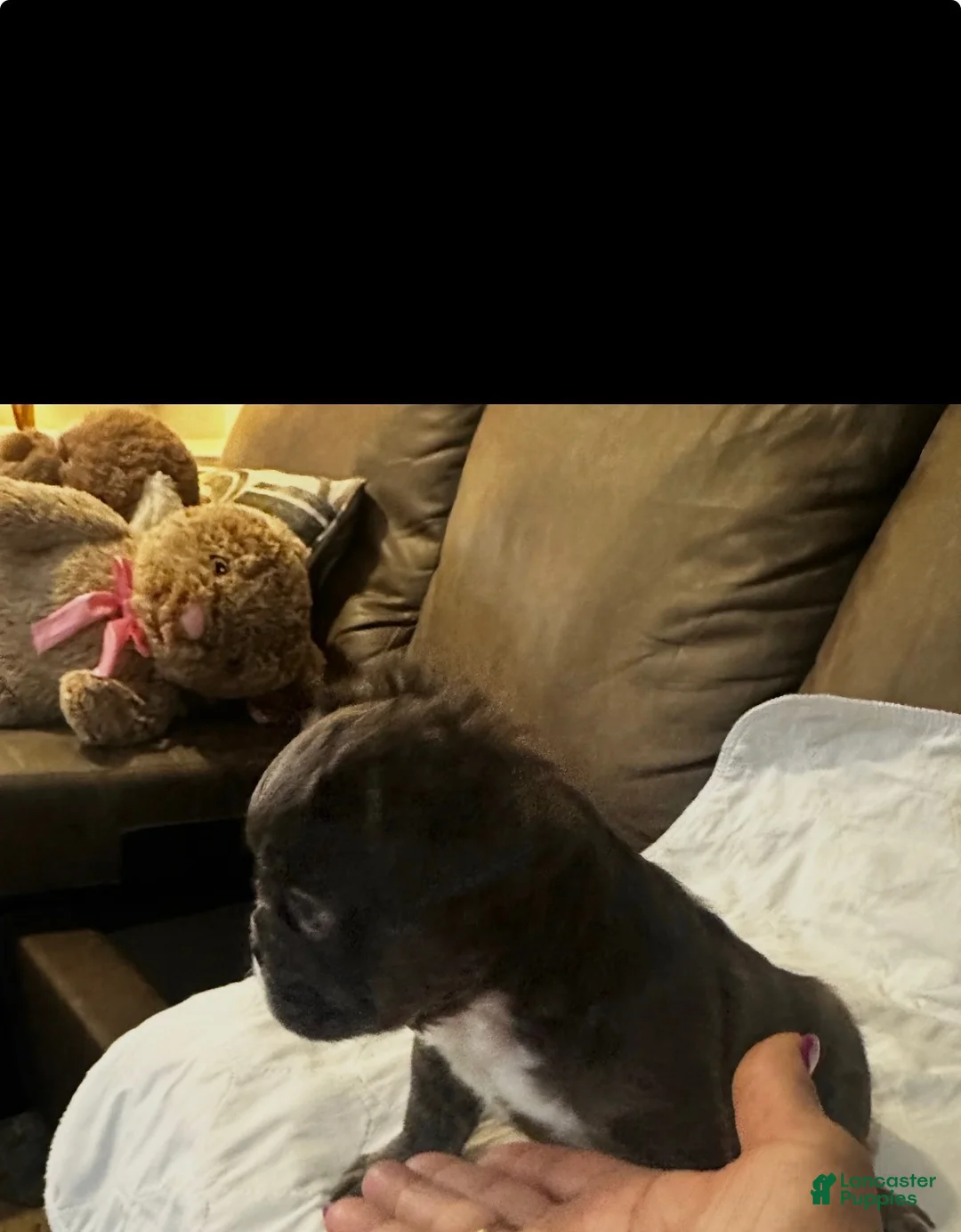 French Bulldog dogs for sale: Brownie - Ad 1