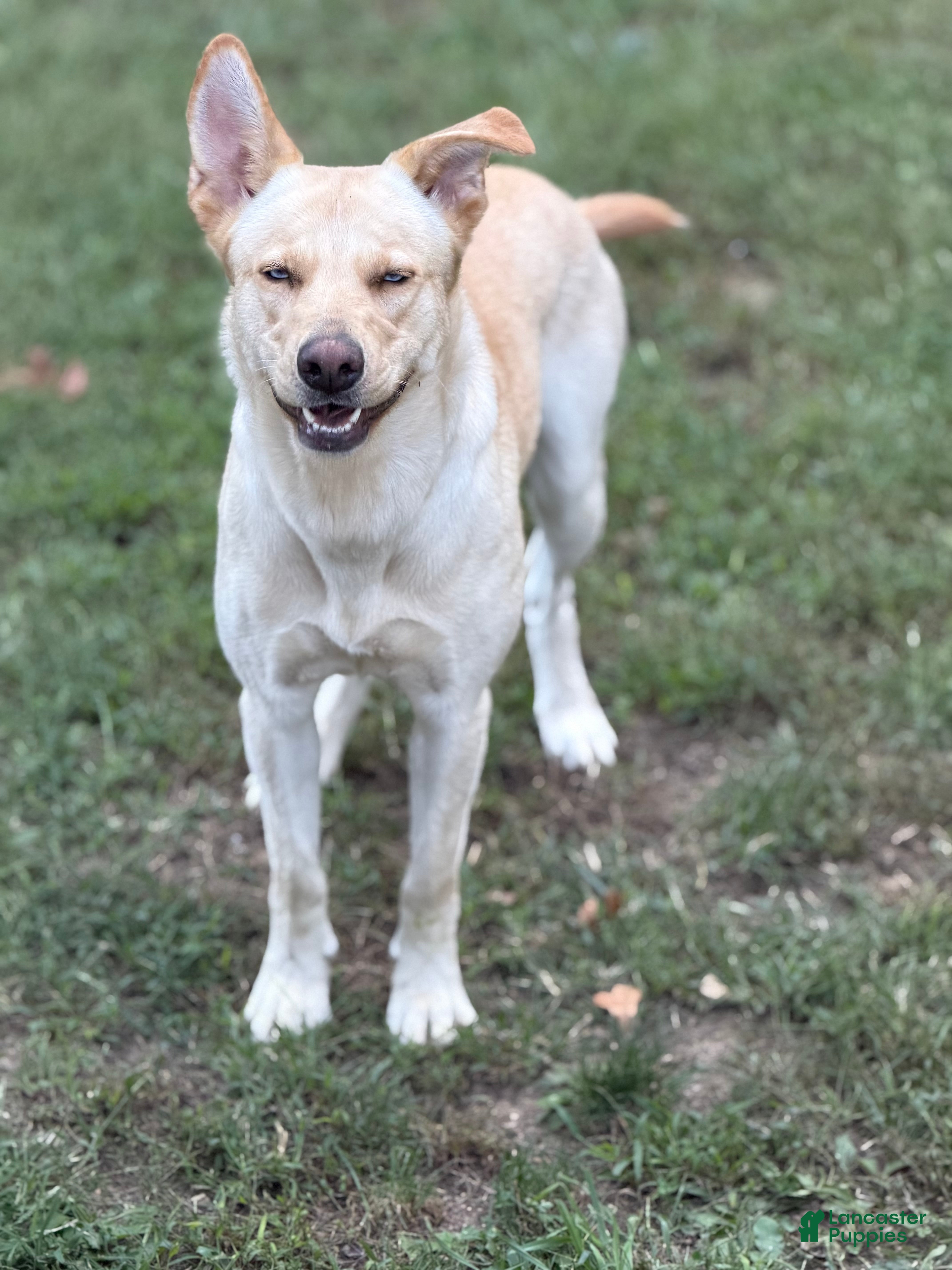 Gerberian Shepsky dogs for sale: Zenzi - Ad 22