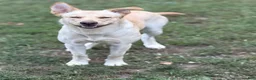 Gerberian Shepsky dogs for sale: Zenzi - Ad 1