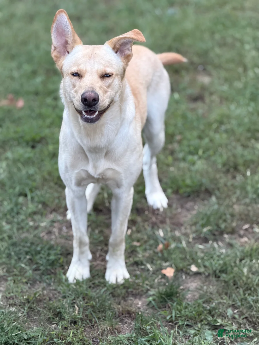 Gerberian Shepsky dogs for sale: Zenzi - Ad 1