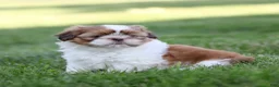 Shih Tzu dogs for sale: Dandy Shih Tzu  - Ad 4