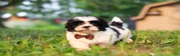 Shih Tzu dogs for sale: Maverick - Ad 3