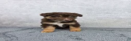Miniature Australian Shepherd dogs for sale: Cash - Ad 3