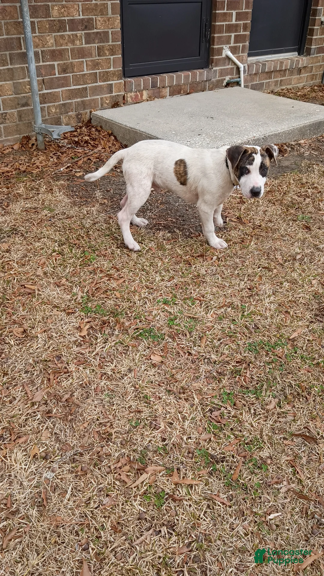 American Pit Bull Terrier dogs for sale: American Pit Bull Terrier Puppy 1 - Ad 1