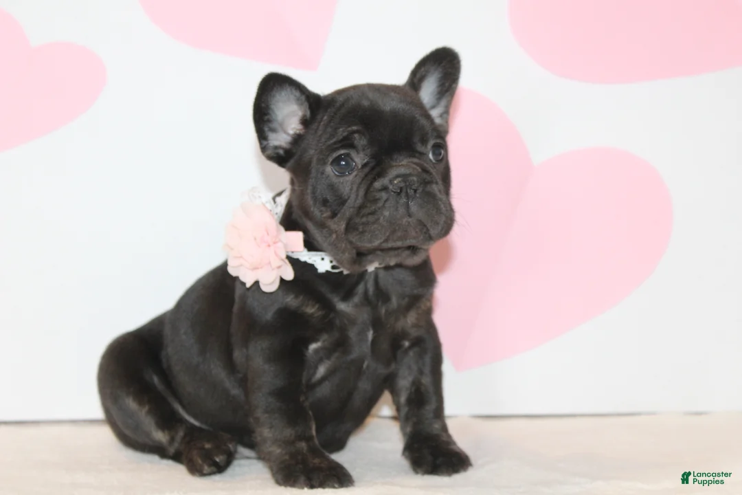 French Bulldog dogs for sale: Sugar - Ad 3