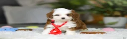 Cavapoo dogs for sale: Sawyer - Ad 7