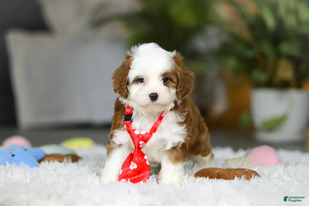 Cavapoo dogs for sale: Sawyer - Ad 7