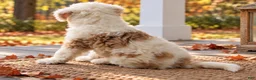 Aussiedoodle dogs for sale: Aussiedoodle 1 - Ad 6
