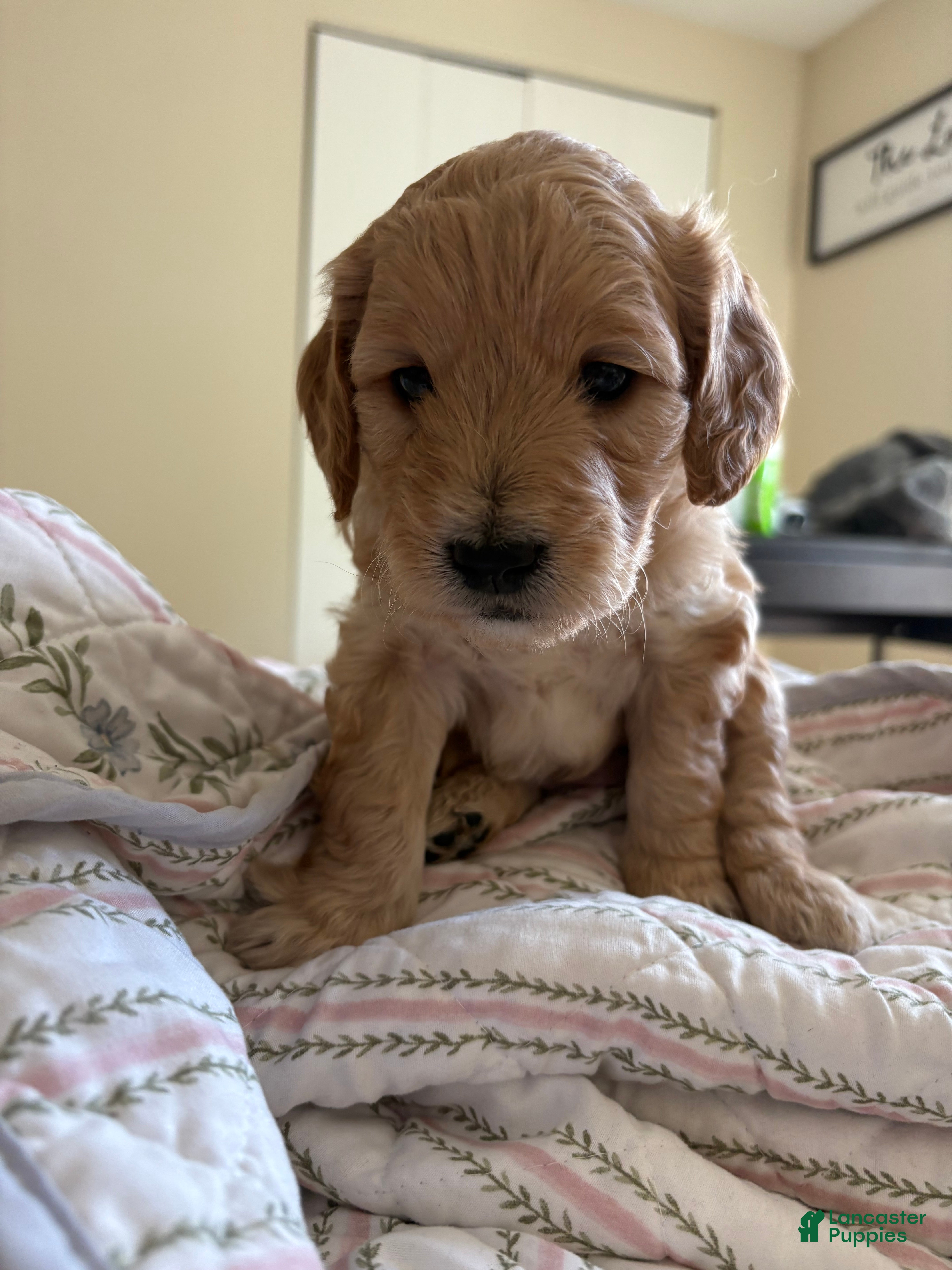 Mini Goldendoodle dogs Golden #1  - Ad 20