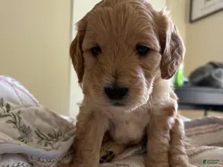 Mini Goldendoodle dogs Golden #1 - Ad 20