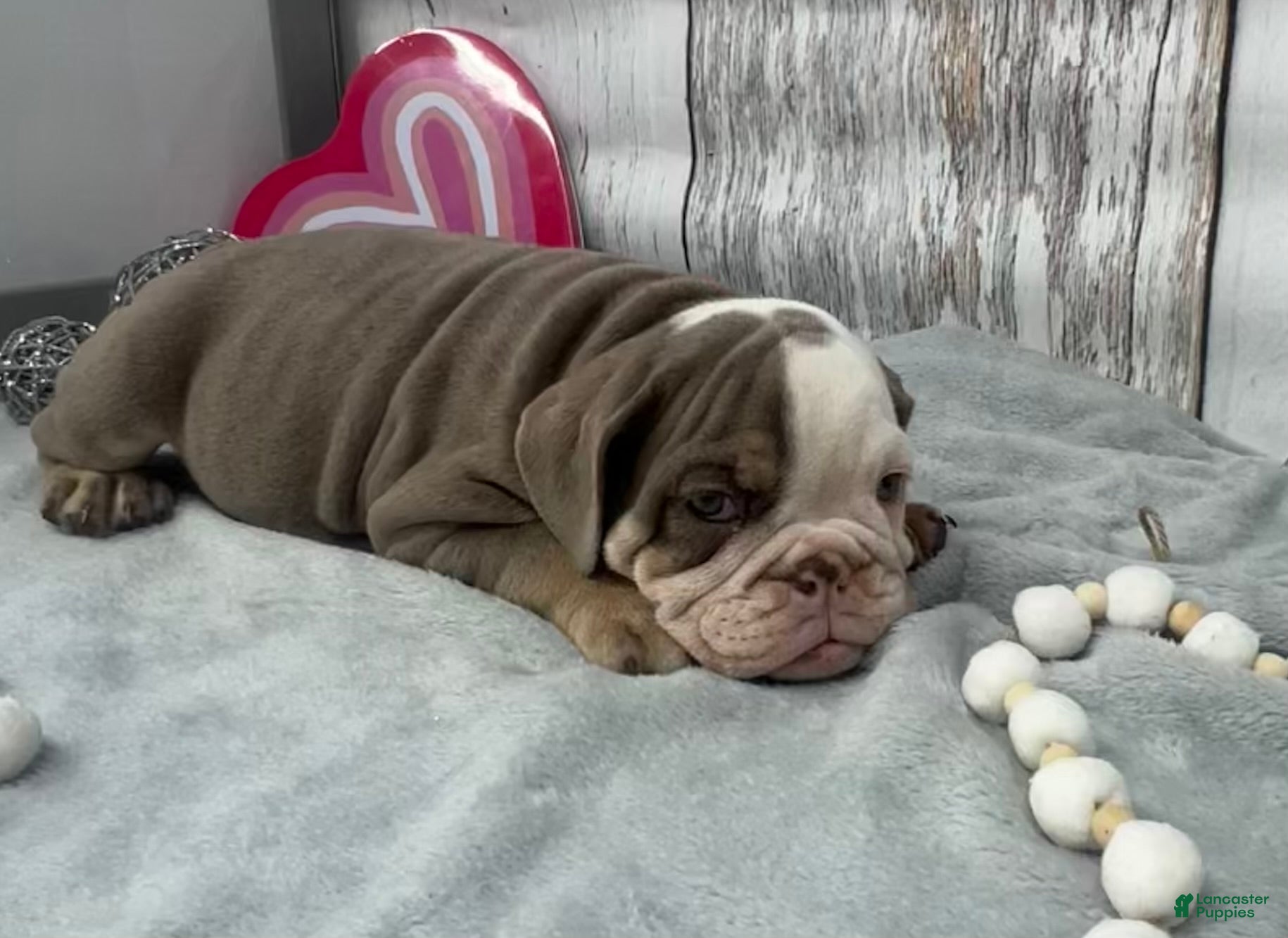 English Bulldog dogs Leo - Ad 2