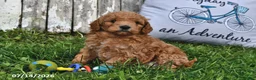 Goldendoodle dogs for sale: Becky - Ad 3