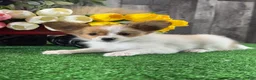 Papillon dogs for sale: Rusty - Ad 3