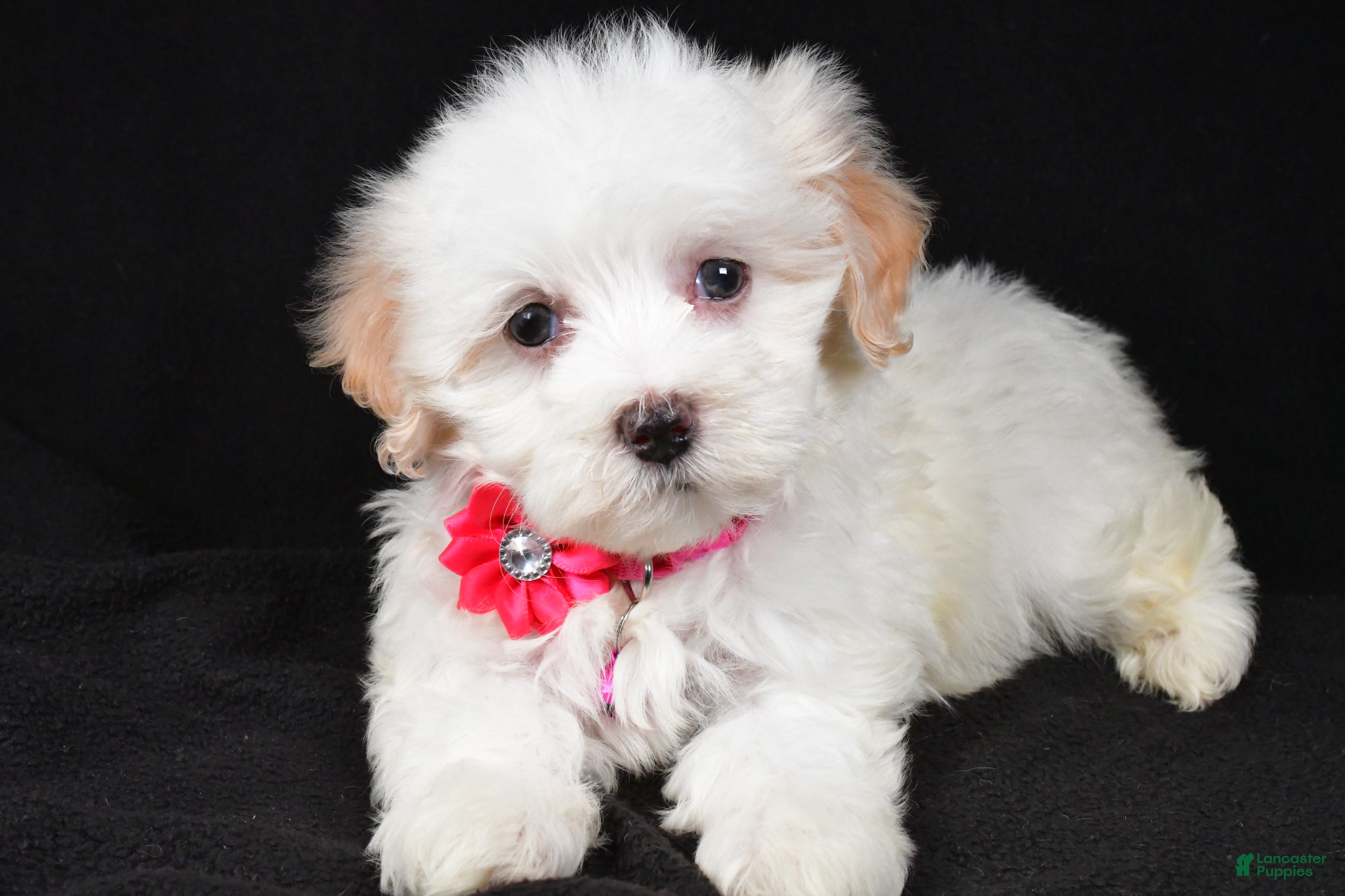 Maltipoo dogs Melody - Ad 5