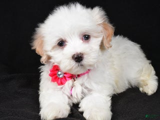 Maltipoo dogs Melody - Ad 8