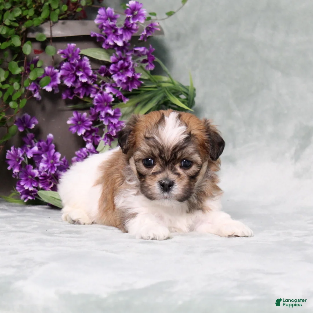Teddy Bear dogs for sale: Winston - Ad 1