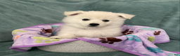 American Eskimo dogs for sale: Brie - Ad 5