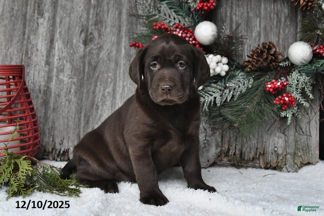 Labrador Retriever dogs for sale: Raven - Ad 4