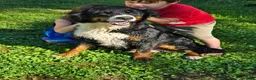 Mixed Breed dogs for sale: Sir Barks - Ad 2